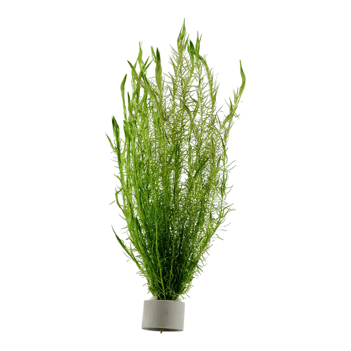 绿苔草细节图 1