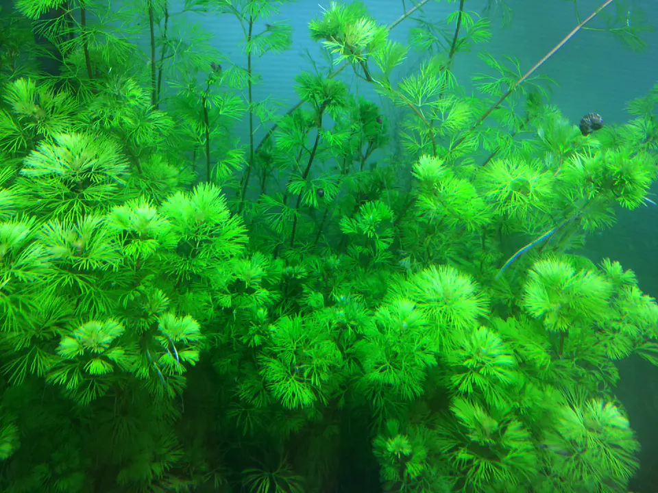 黄花穗莼细节图 2