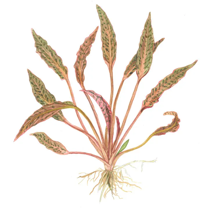 虎斑椒草