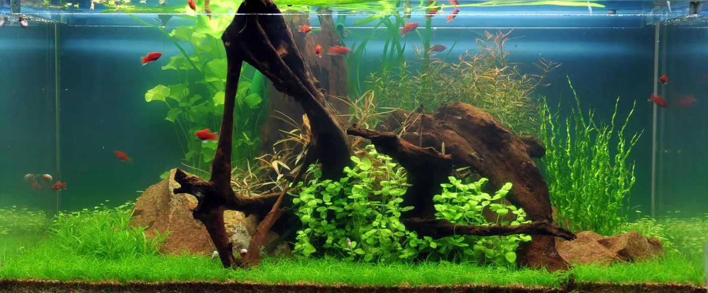 造景 38造景图片 2
