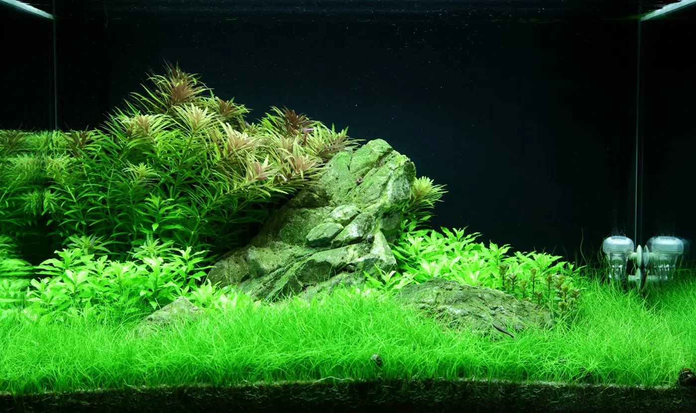 造景 100