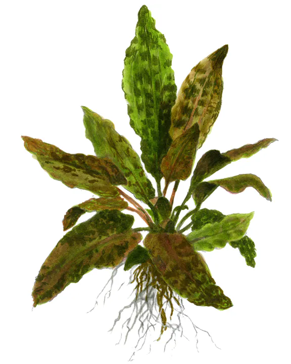 特罗皮卡温蒂椒草