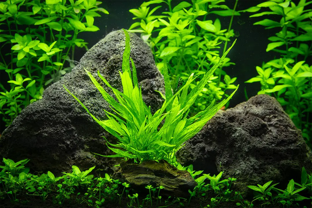 沉木附迷你铁皇冠细节图 4