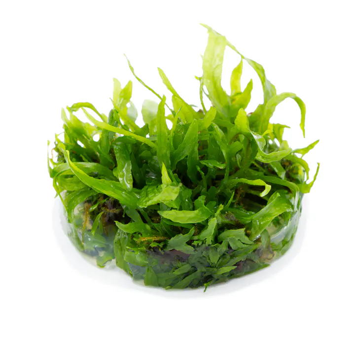 细叶铁皇冠细节图 3