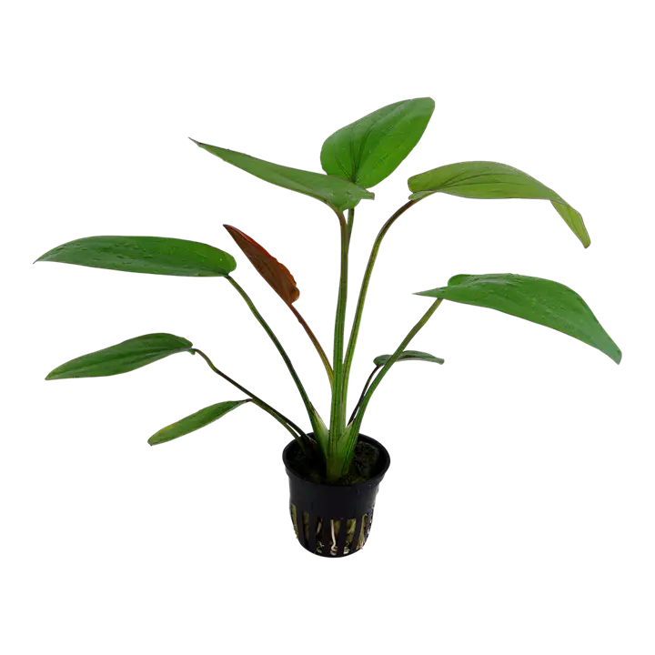 红香瓜草细节图 2