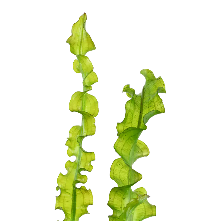大卷浪草细节图 2