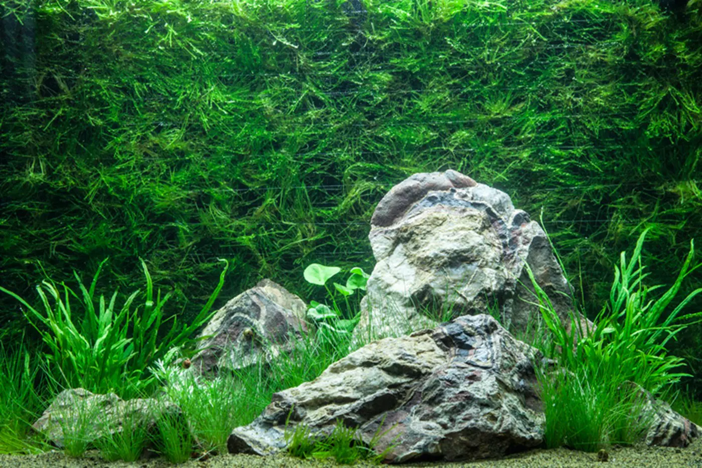 造景 74造景图片 2