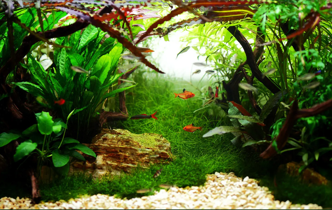 造景 32