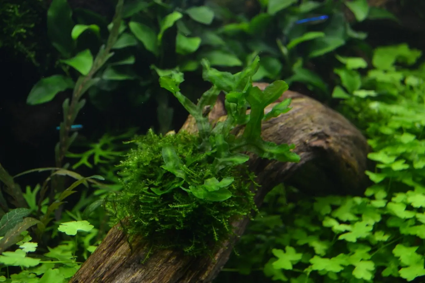 造景 76造景图片 2