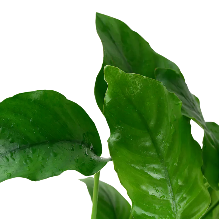 大水榕细节图 3