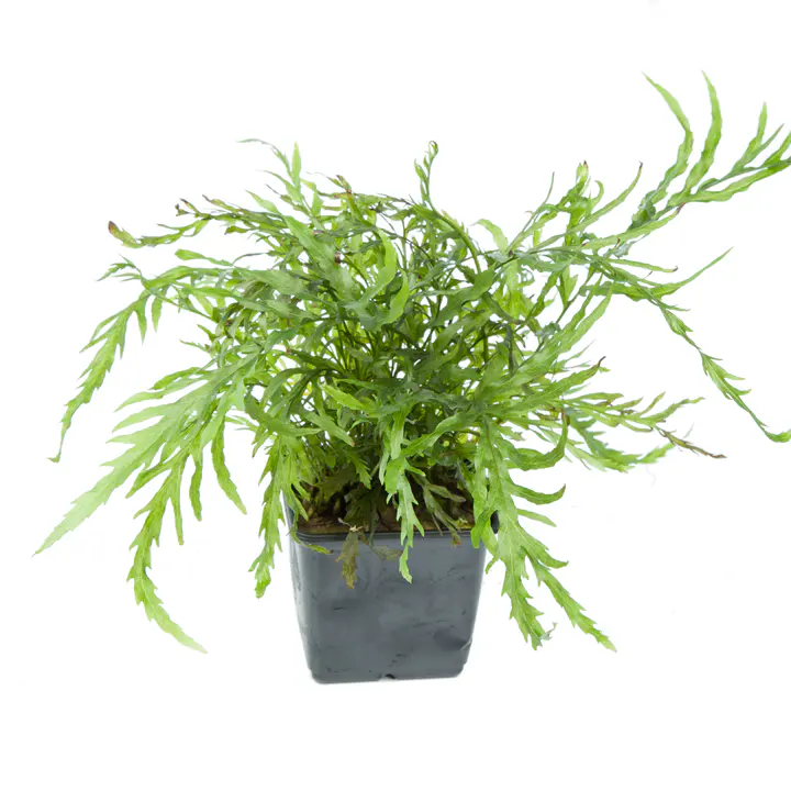 黑木蕨细节图 1