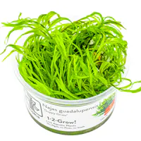 小竹节