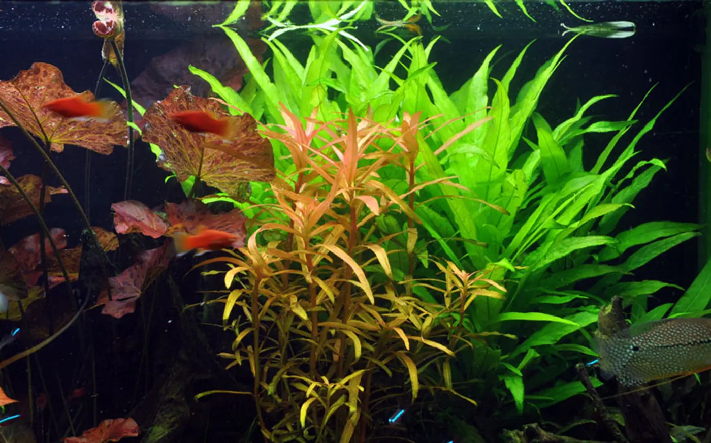 造景 18造景图片 7
