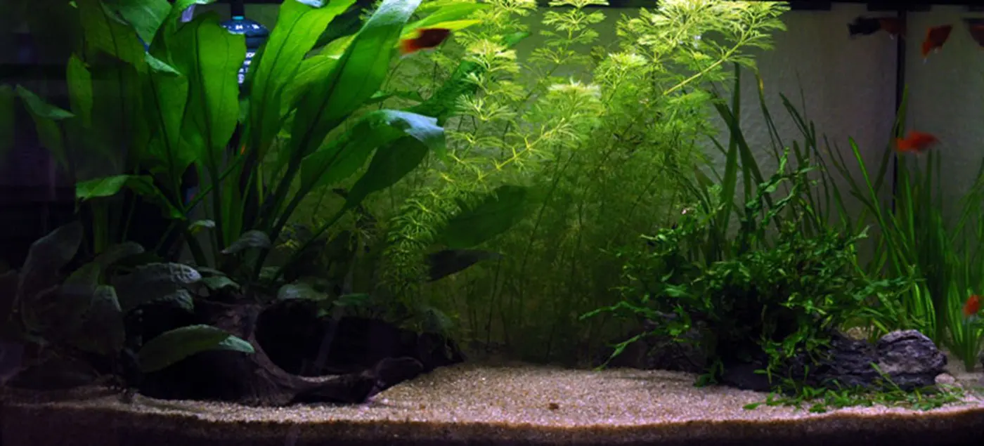 造景 1造景图片 5