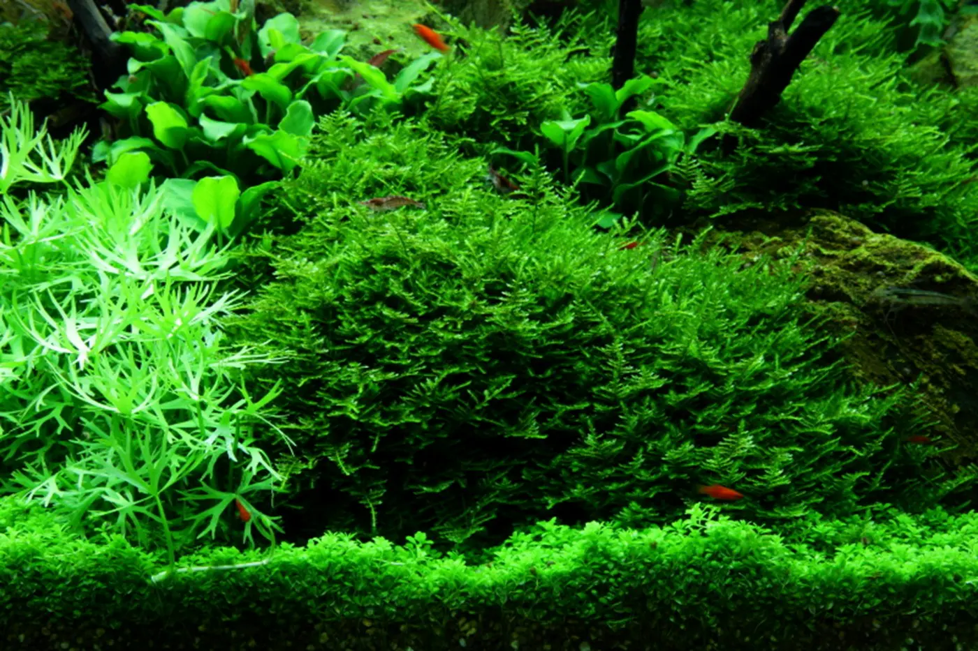 造景 52造景图片 8