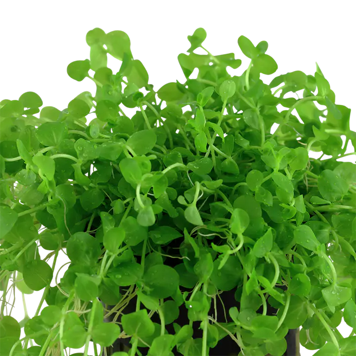 大珍珠草细节图 2