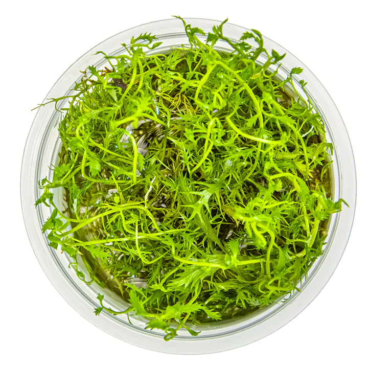 古巴锯齿草细节图 2