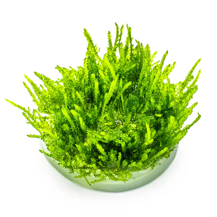 垂泪莫丝细节图 2