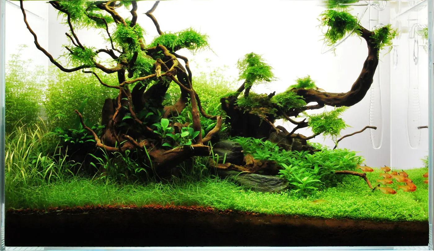 造景 71造景图片 6