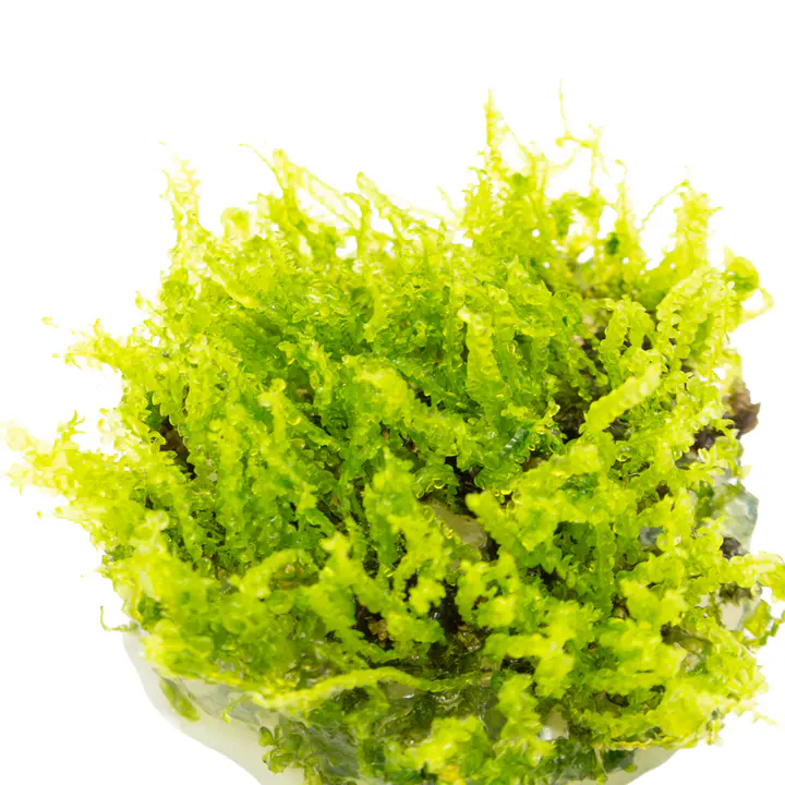 珍珠莫丝细节图 3
