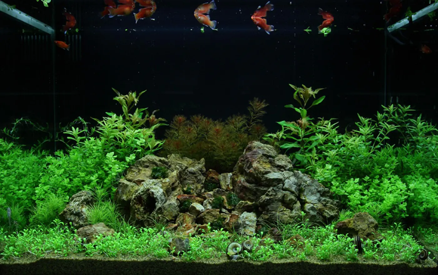 造景 51造景图片 3