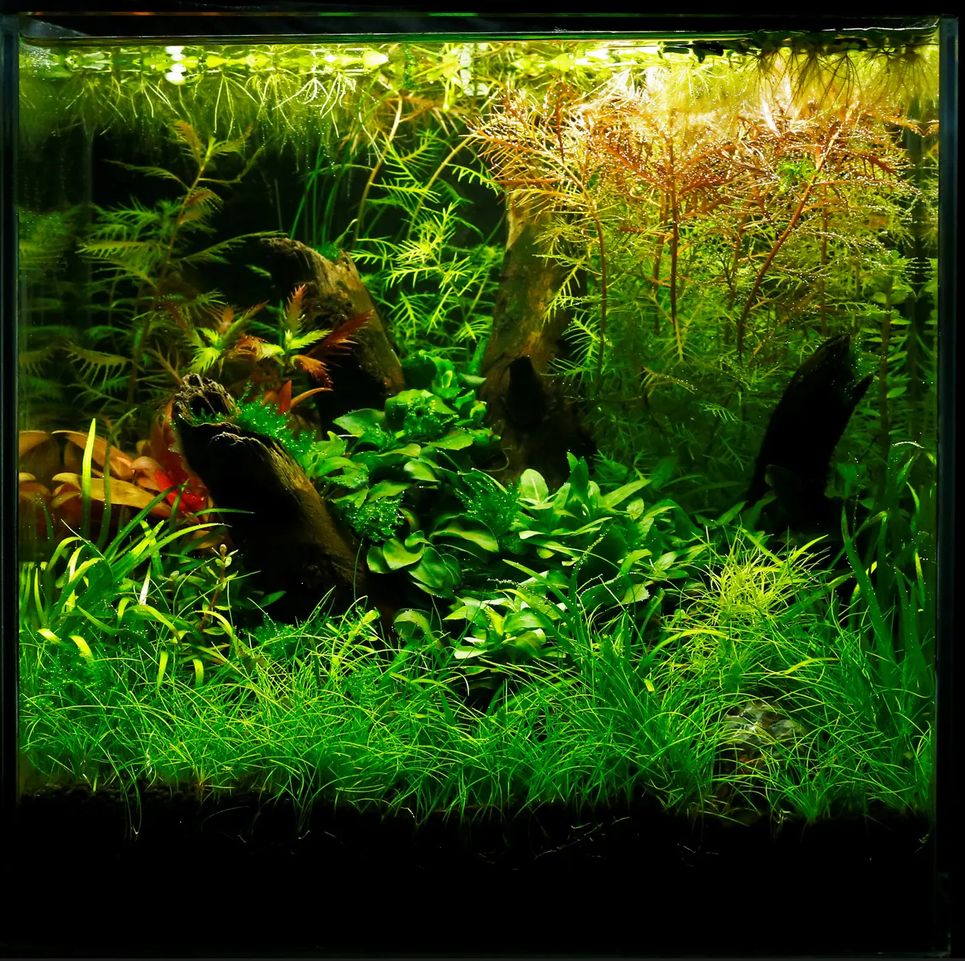 造景 102