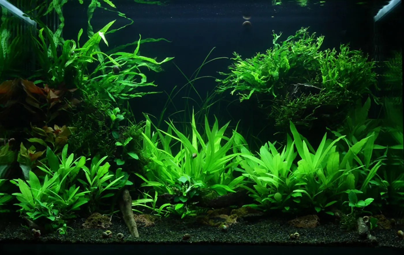 造景 47