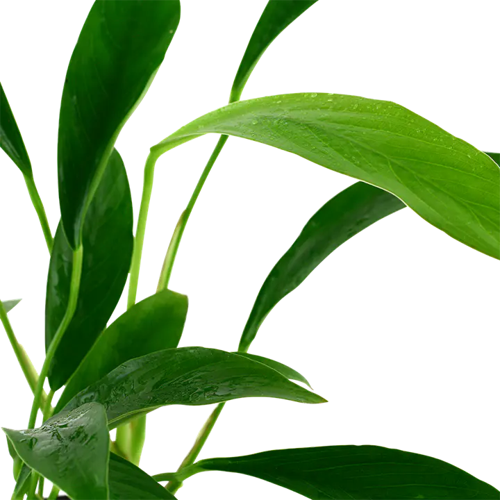 格拉布拉水榕细节图 3