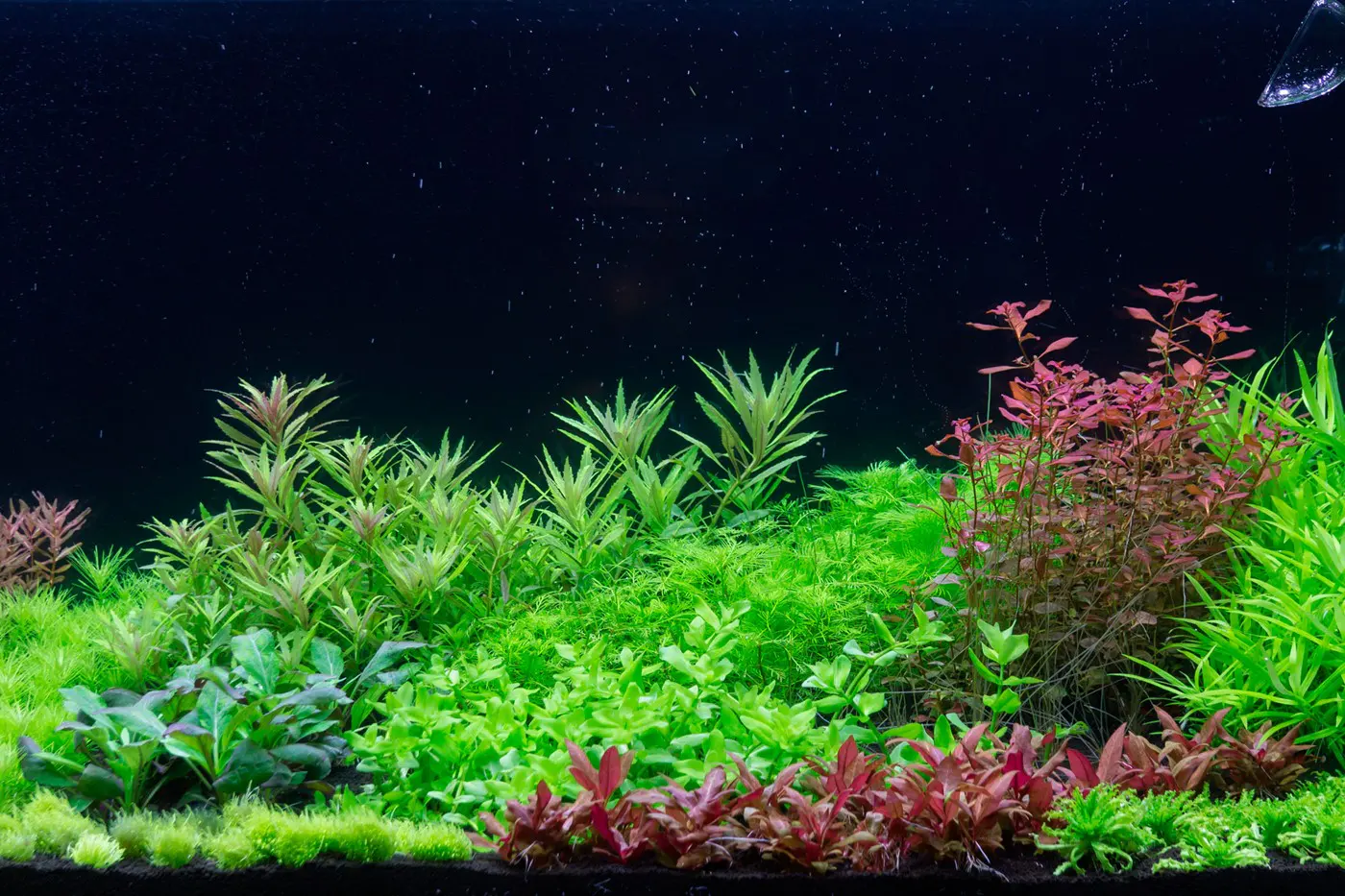 造景 105造景图片 14