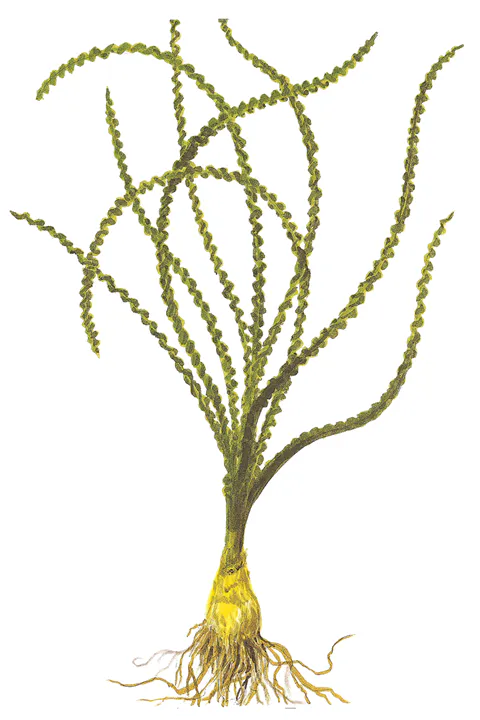 小喷泉草