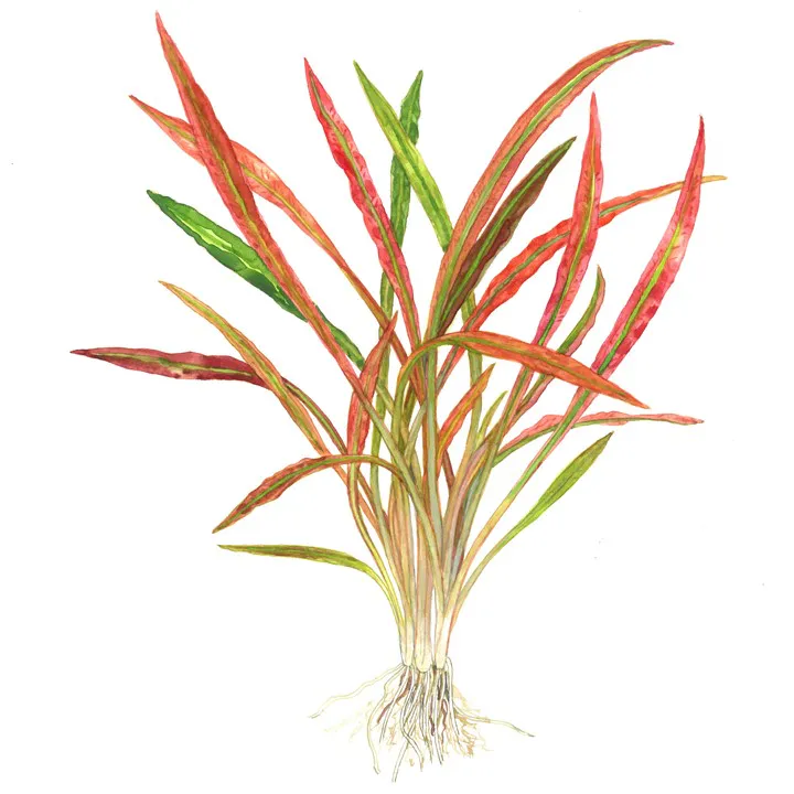 红螺旋椒草