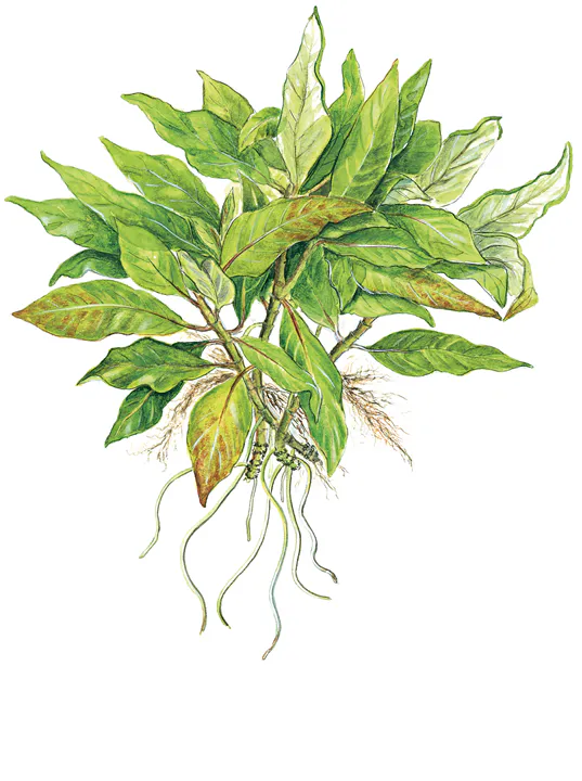 矮柳
