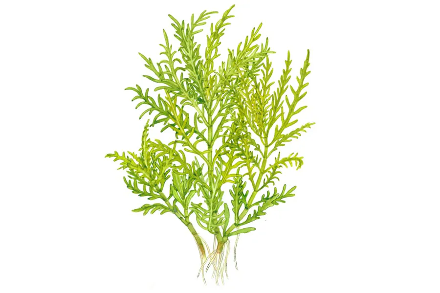 羽叶香水蓑衣