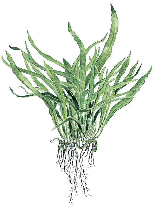细叶铁皇冠