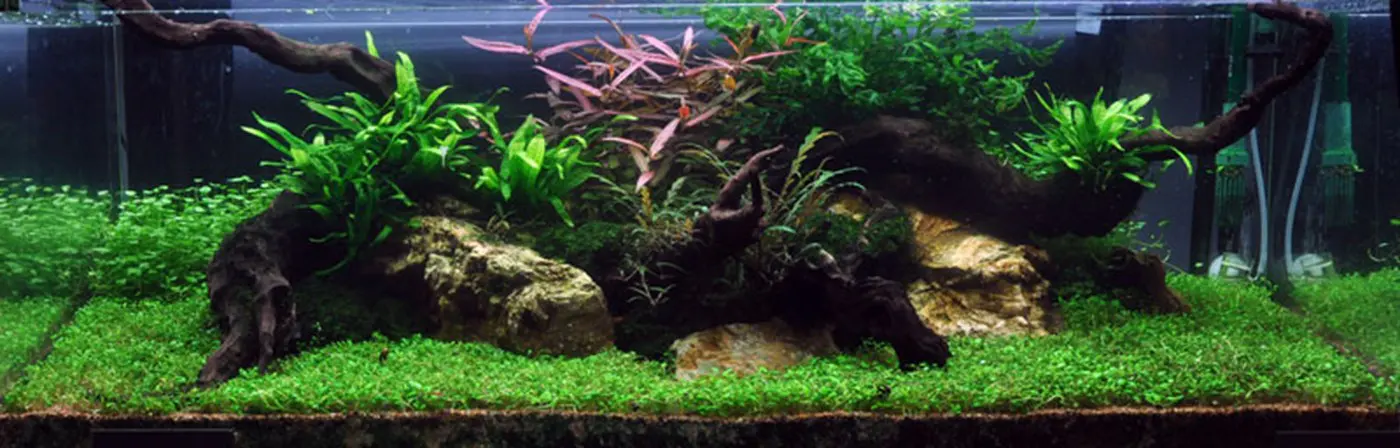 造景 7造景图片 5