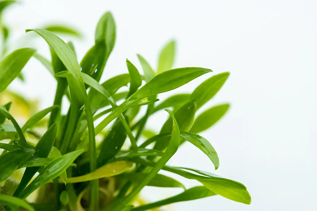 迷你椒草细节图 4