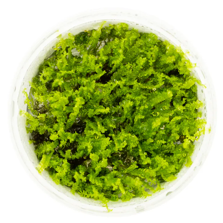 珍珠莫丝细节图 2