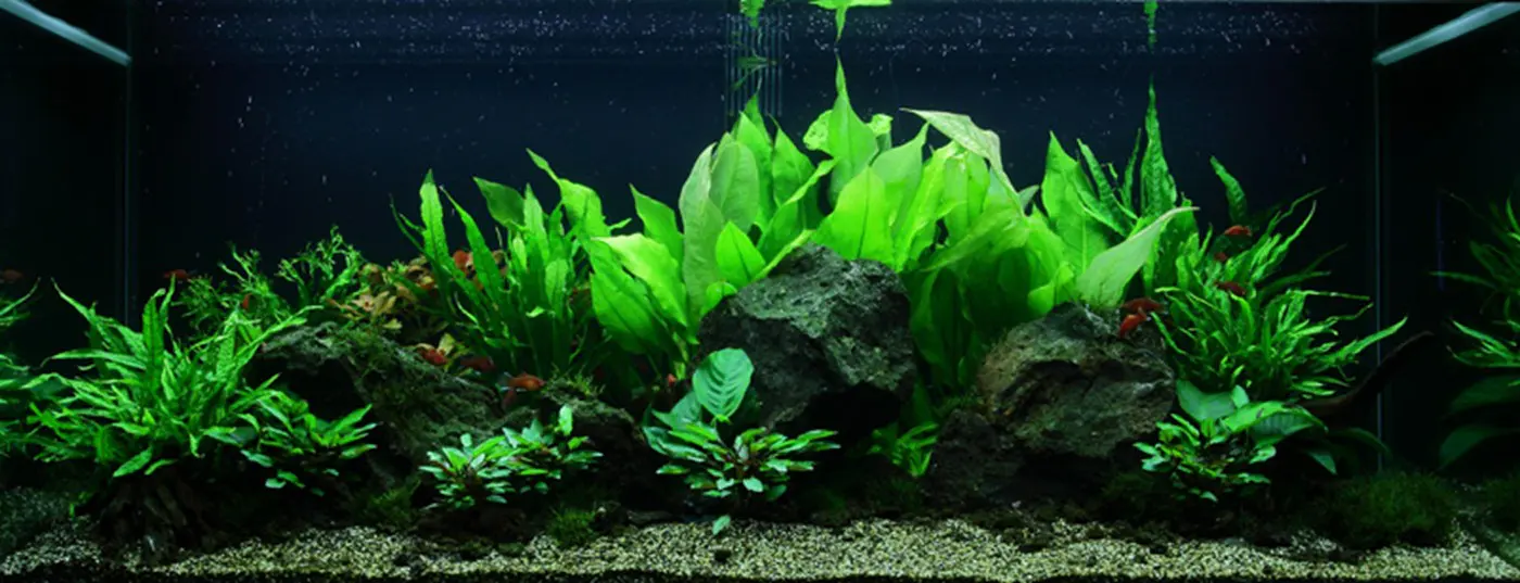 造景 48造景图片 3