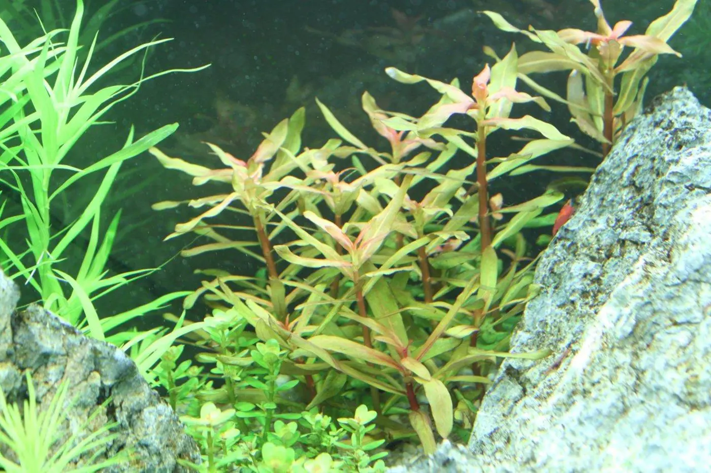 造景 70造景图片 2