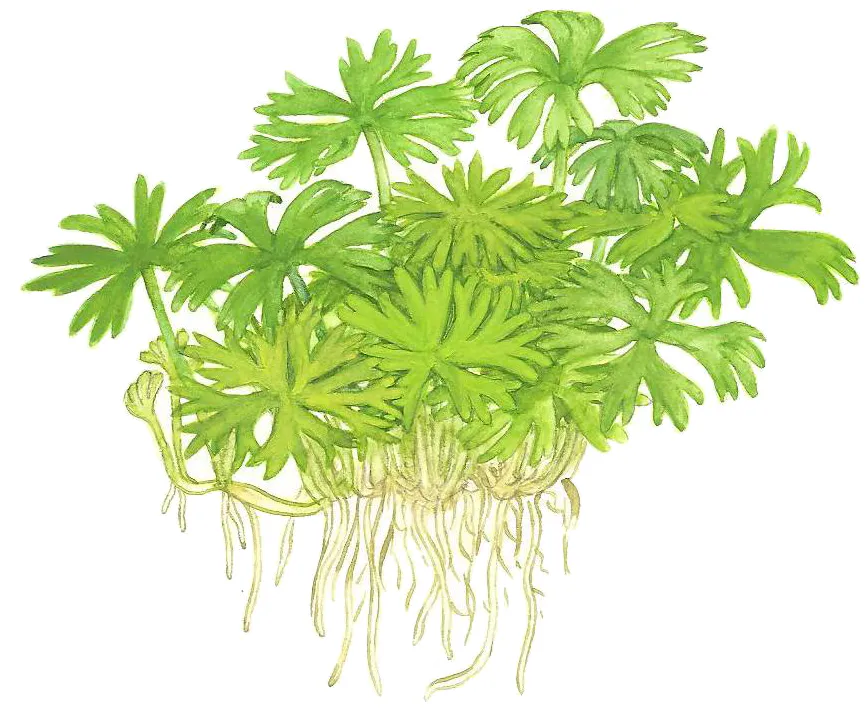 鹿角矮珍珠