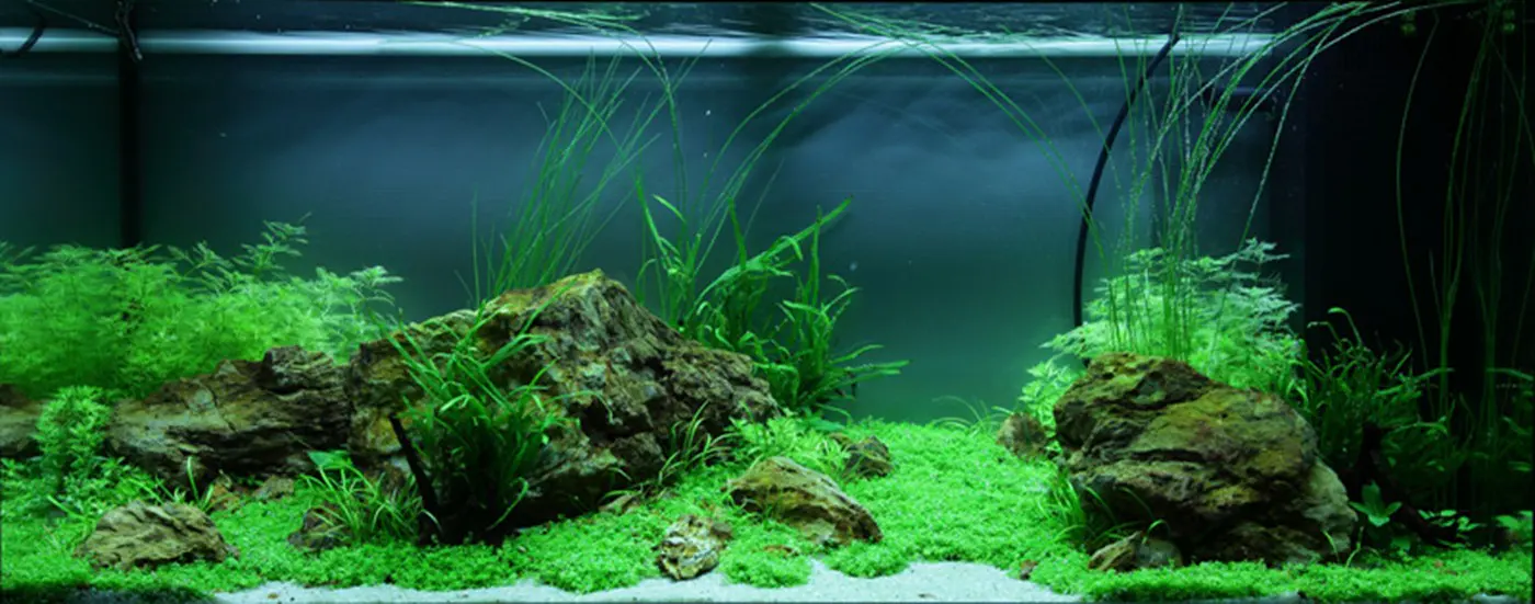 造景 79造景图片 3