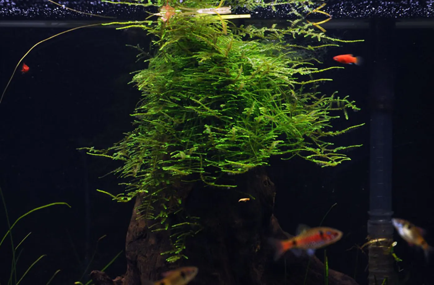 造景 17造景图片 7