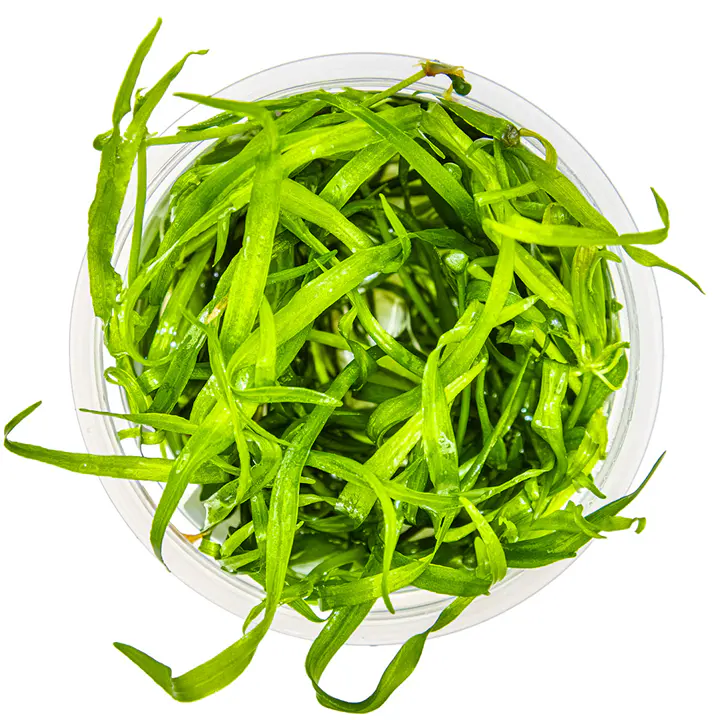 针叶皇冠草细节图 2