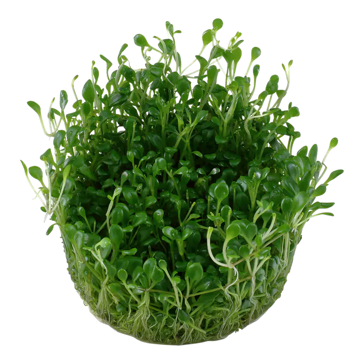 矮珍珠细节图 2