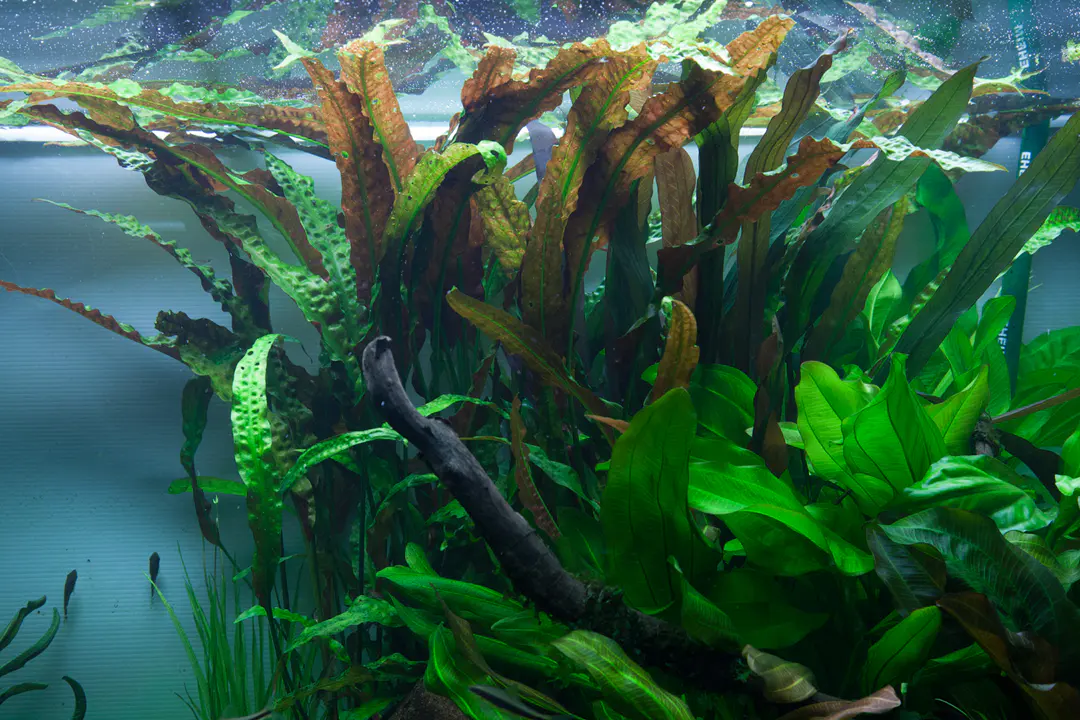气泡椒草细节图 3