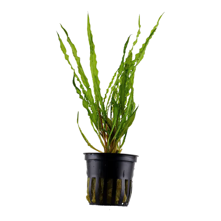 缎带椒草细节图 1