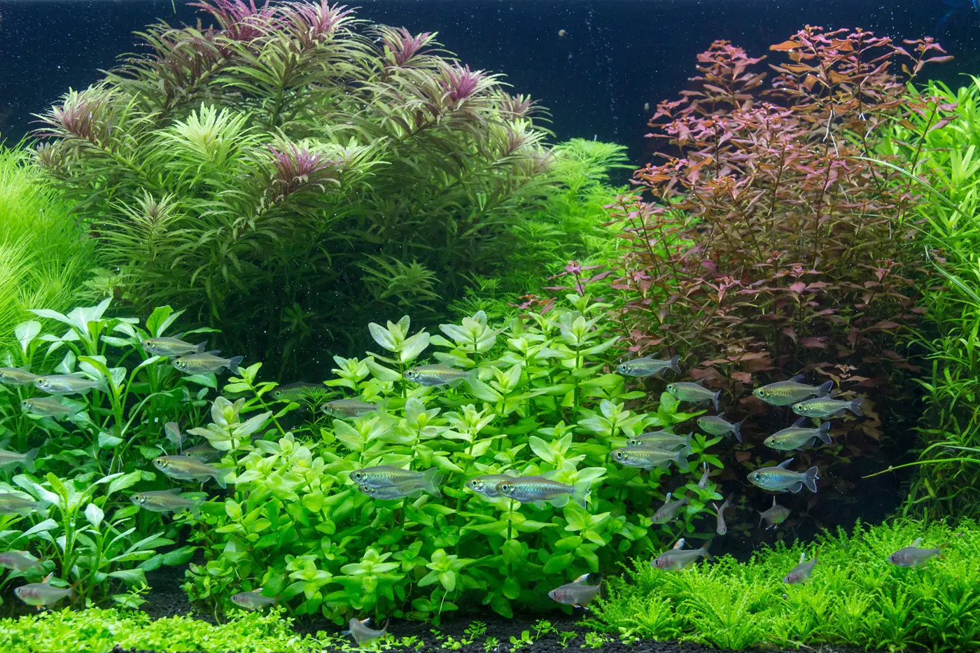 造景 105造景图片 27