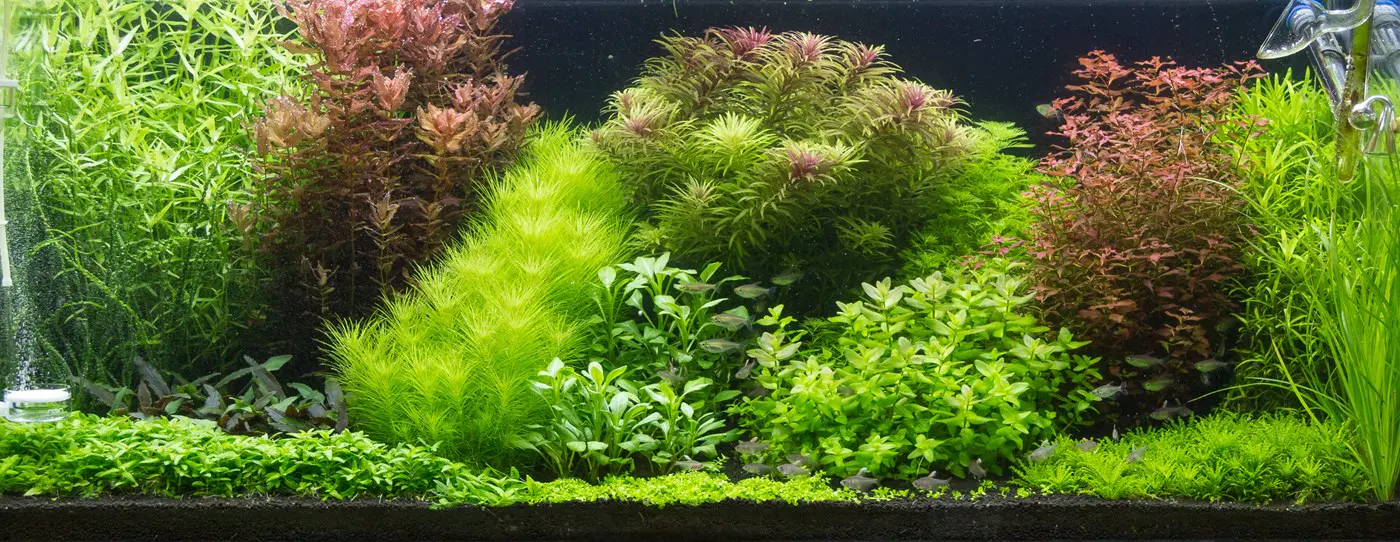 造景 105