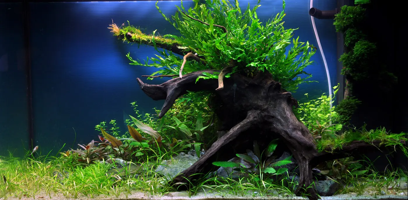 造景 34造景图片 2