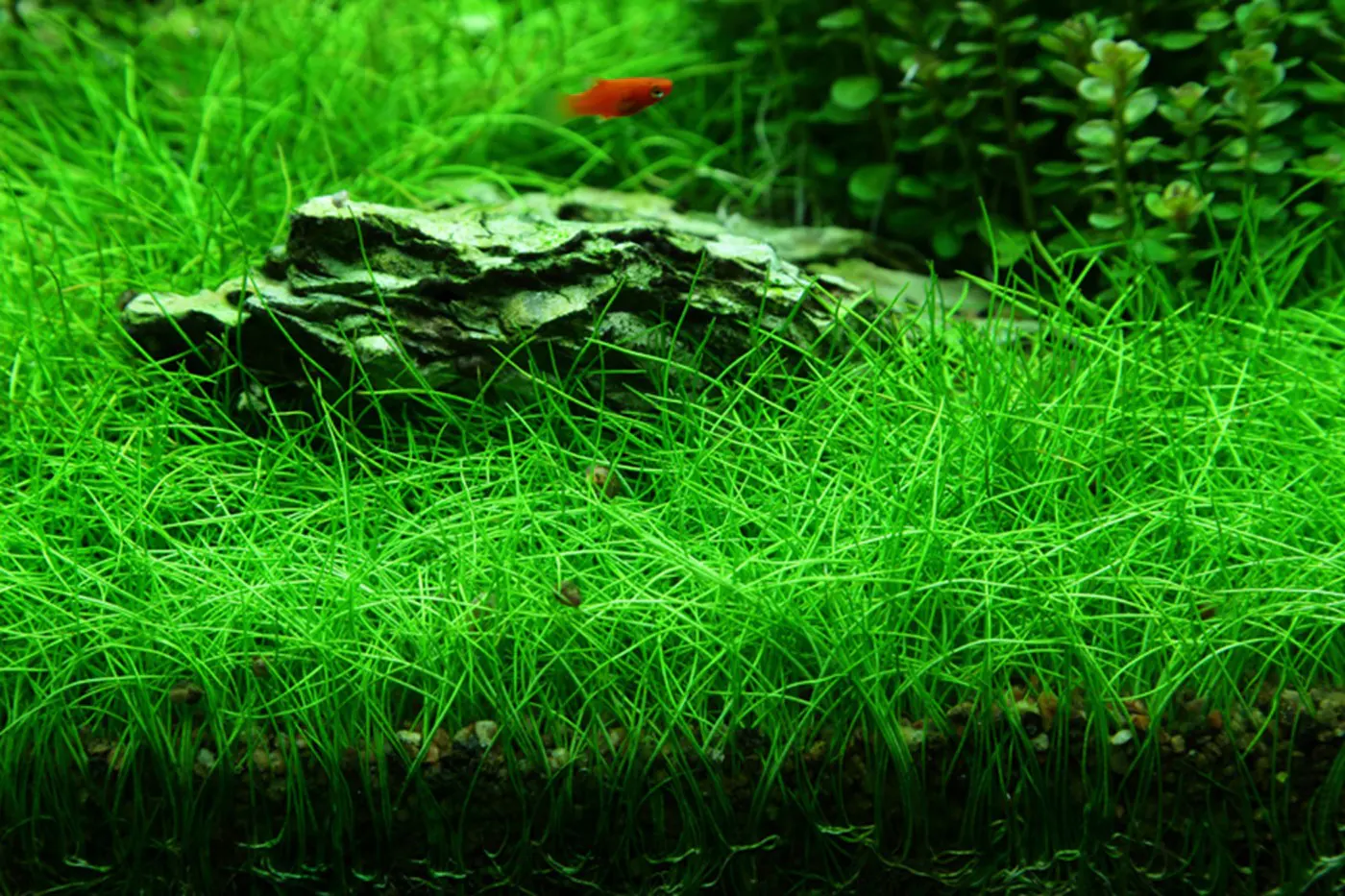 造景 49造景图片 10
